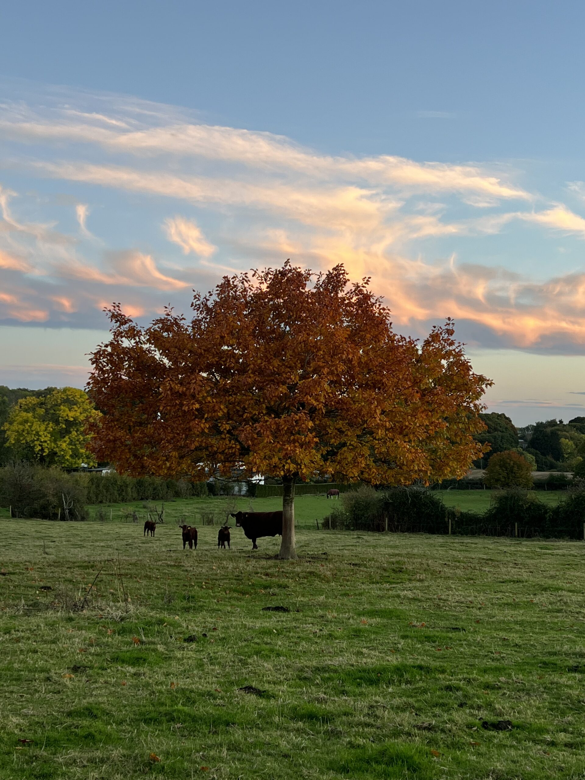 cow in field